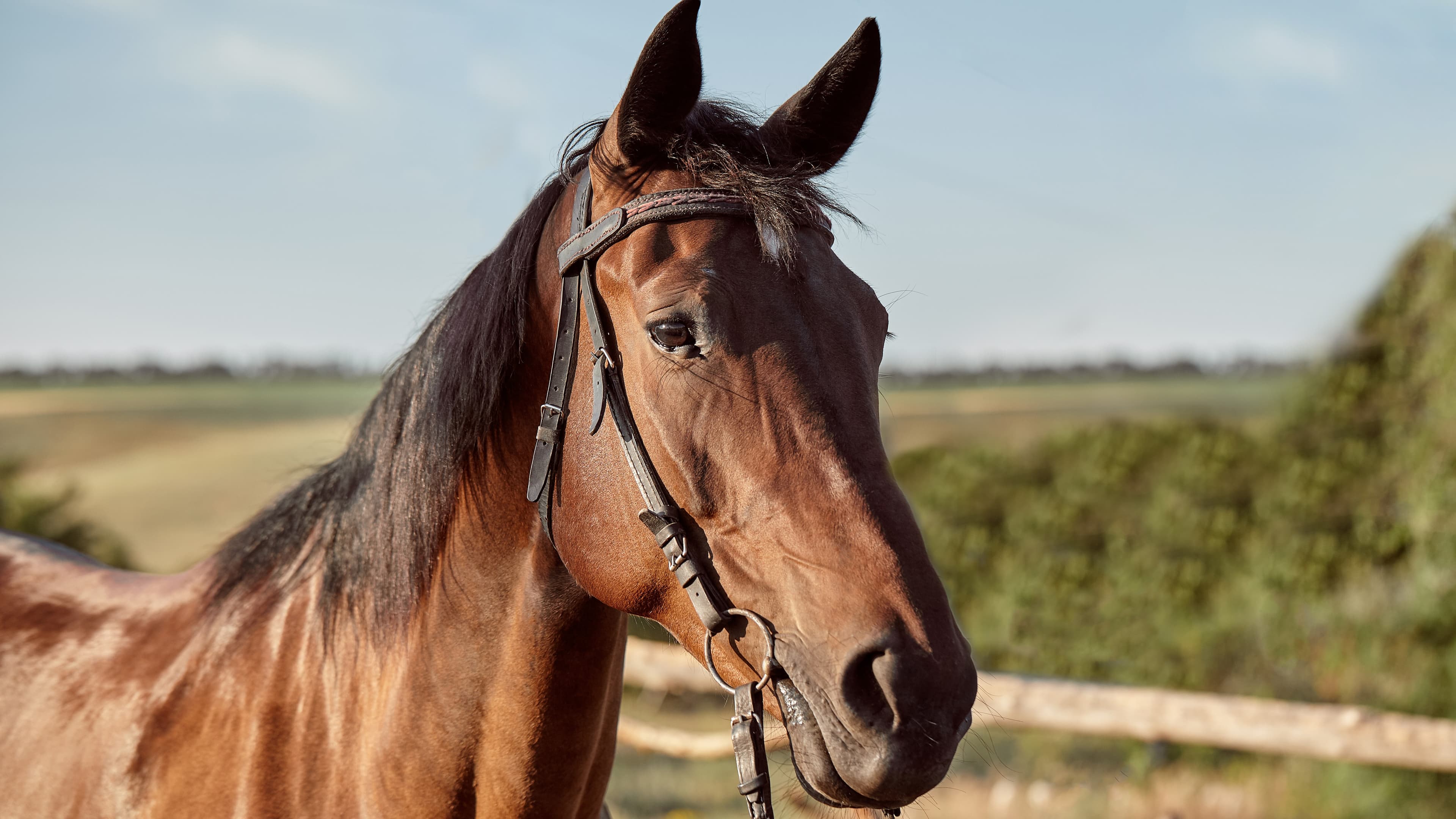 Coudelaria Lima Monteiro